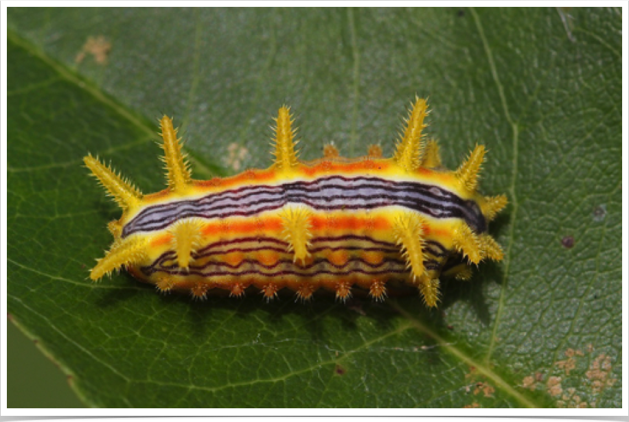 Parasa indetermina
Stinging Rose Caterpillar
Perry County, Alabama Parasa indetermina
Stinging Rose Caterpillar
Perry County, Alabama